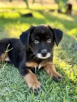 A&W, a male Miniature Australian Shepherd for sale in Lincoln, CA – 1 of 7