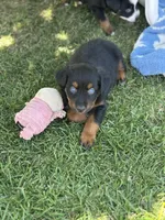 Dr. Pepper, a male Miniature Australian Shepherd for sale in Lincoln, CA – 5 of 8