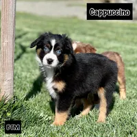 Cappuccino, a male Miniature Australian Shepherd for sale in Lincoln, CA – Photo 1 of 4