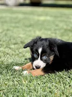 Cappuccino, a male Miniature Australian Shepherd for sale in Lincoln, CA – Photo 3 of 4