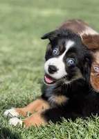 Cappuccino, a male Miniature Australian Shepherd for sale in Lincoln, CA – Photo 2 of 4