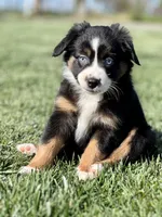 Cappuccino, a male Miniature Australian Shepherd for sale in Lincoln, CA – Photo 4 of 4