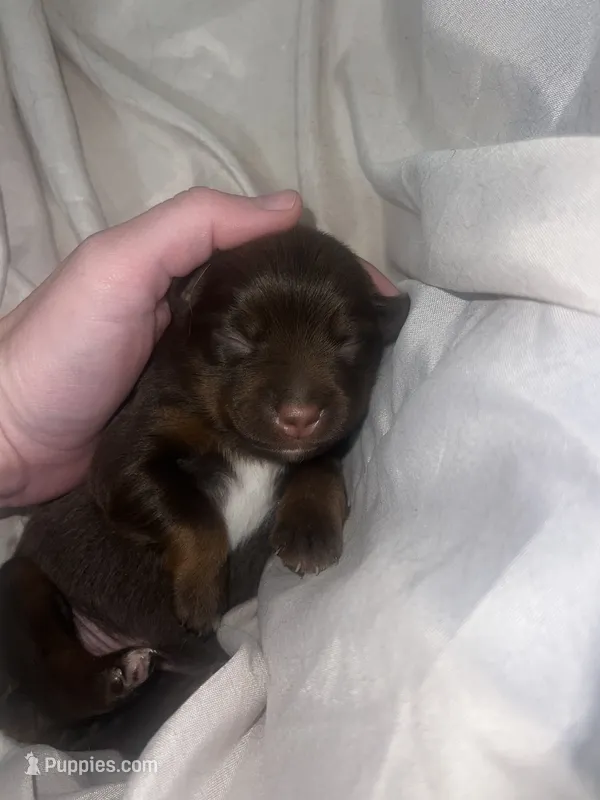 Lou Lou  – Miniature Australian Shepherd puppy for sale in Lincoln, CA
