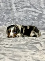 Pepsi , a female Miniature Australian Shepherd for sale in Lincoln, CA – 2 of 3