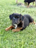 Coca-Cola, a female Miniature Australian Shepherd for sale in Lincoln, CA – 1 of 7