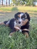 Fanta, a female Miniature Australian Shepherd for sale in Lincoln, CA – 2 of 9