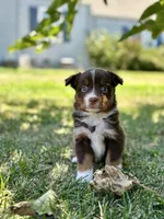 Poppi, a female Miniature Australian Shepherd for sale in Lincoln, CA – 4 of 5