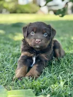 Lou Lou , a female Miniature Australian Shepherd for sale in Lincoln, CA – 2 of 4