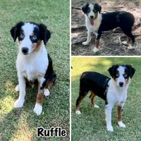 Ruffle, a female Miniature Australian Shepherd for sale in Lincoln, CA – Photo 7 of 7