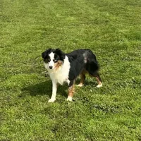 Ruffle, a female Miniature Australian Shepherd for sale in Lincoln, CA – Photo 2 of 7