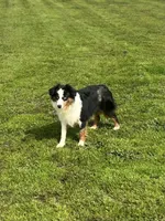 Ruffle, a female Miniature Australian Shepherd for sale in Lincoln, CA – Photo 2 of 7