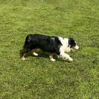 Ruffle, a female Miniature Australian Shepherd for sale in Lincoln, CA – Photo 6 of 7