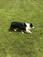 Ruffle, a female Miniature Australian Shepherd for sale in Lincoln, CA – Photo 6 of 7