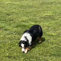 Ruffle, a female Miniature Australian Shepherd for sale in Lincoln, CA – Photo 3 of 7