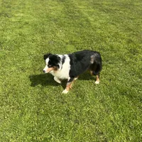Ruffle, a female Miniature Australian Shepherd for sale in Lincoln, CA – Photo 1 of 7