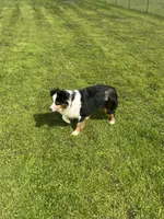 Ruffle, a female Miniature Australian Shepherd for sale in Lincoln, CA – Photo 1 of 7