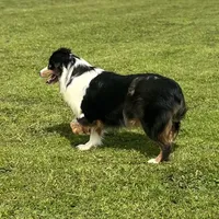 Ruffle, a female Miniature Australian Shepherd for sale in Lincoln, CA – Photo 4 of 7