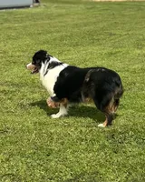 Ruffle, a female Miniature Australian Shepherd for sale in Lincoln, CA – Photo 4 of 7