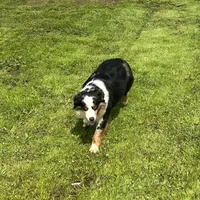 Ruffle, a female Miniature Australian Shepherd for sale in Lincoln, CA – Photo 5 of 7