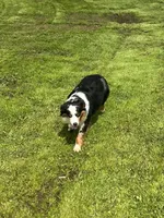 Ruffle, a female Miniature Australian Shepherd for sale in Lincoln, CA – Photo 5 of 7