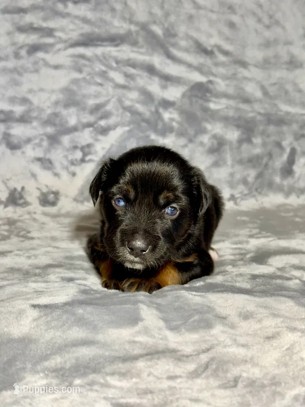 Coca-Cola – Miniature Australian Shepherd puppy for sale in Lincoln, CA
