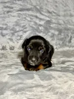 Coca-Cola, a female Miniature Australian Shepherd for sale in Lincoln, CA – 5 of 7