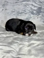 A&W, a male Miniature Australian Shepherd for sale in Lincoln, CA – 6 of 7
