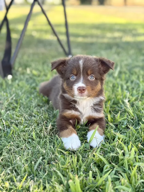 Poppi – Miniature Australian Shepherd puppy for sale in Lincoln, CA