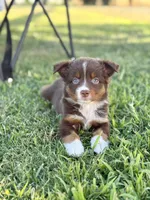 Poppi, a female Miniature Australian Shepherd for sale in Lincoln, CA – 1 of 5