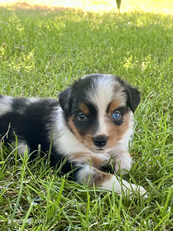 Alani  – Miniature Australian Shepherd puppy for sale in Lincoln, CA