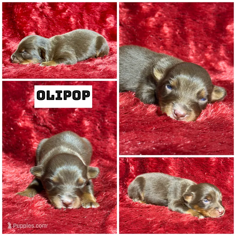 Olipop – Miniature Australian Shepherd puppy for sale in Lincoln, CA