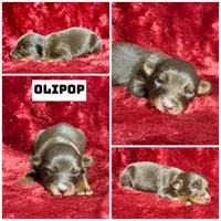 Olipop, a male Miniature Australian Shepherd for sale in Lincoln, CA – 1 of 1