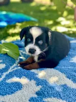 Crush , a male Miniature Australian Shepherd for sale in Lincoln, CA – 3 of 6
