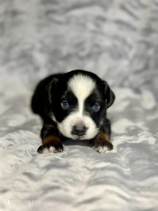 Crush  – Miniature Australian Shepherd puppy for sale in Lincoln, CA