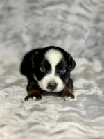 Crush , a male Miniature Australian Shepherd for sale in Lincoln, CA – 4 of 6