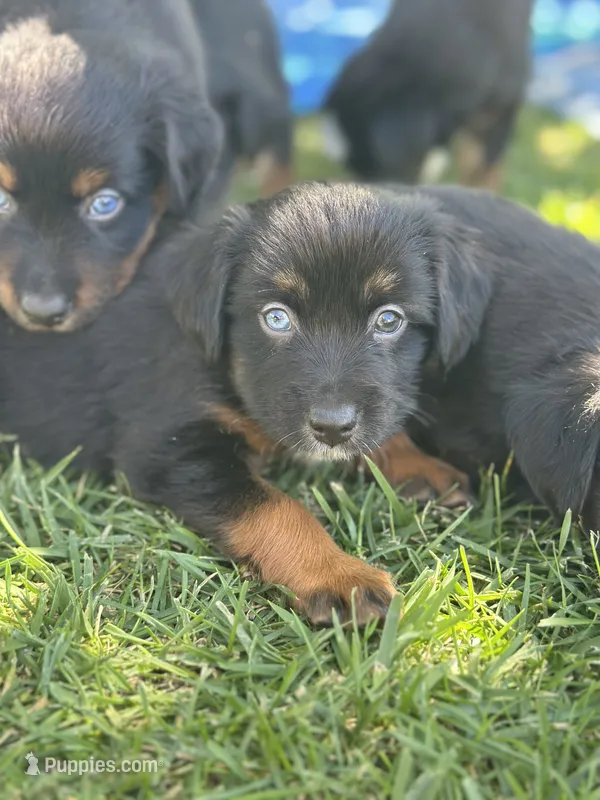 Coca-Cola – Miniature Australian Shepherd puppy for sale in Lincoln, CA