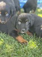 Coca-Cola, a female Miniature Australian Shepherd for sale in Lincoln, CA – 2 of 7