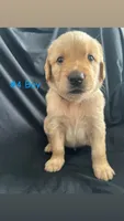 ROCKY , a male Goldendoodle and Golden Retriever for sale in Paris, TX – 5 of 6