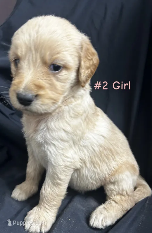 Two girl  – Goldendoodle, Golden Retriever puppy for sale in Paris, TX
