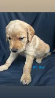 ZUMA , a male Goldendoodle and Golden Retriever for sale in Paris, TX – 4 of 4