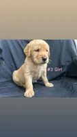 ELLA , a female Goldendoodle and Golden Retriever for sale in Paris, TX – 4 of 6