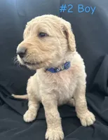 MARSHALL , a male Goldendoodle for sale in Paris, TX – 2 of 6