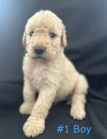 Rubble, a male Goldendoodle for sale in Paris, TX – 3 of 7