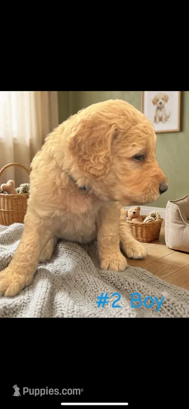 MARSHALL  – Goldendoodle puppy for sale in Paris, TX