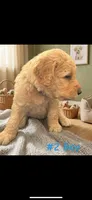 MARSHALL , a male Goldendoodle for sale in Paris, TX – 1 of 6