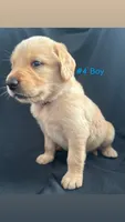 ROCKY , a male Goldendoodle and Golden Retriever for sale in Paris, TX – 3 of 6