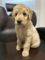 Luka, a male Goldendoodle for sale in Paris, TX – 10 of 10