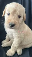 LIBERTY , a female Goldendoodle and Golden Retriever for sale in Paris, TX – 4 of 7