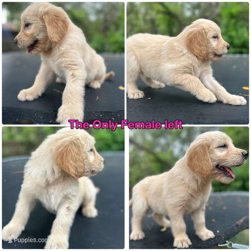 LIBERTY  – Goldendoodle puppy on hold in Paris, TX
