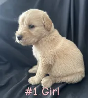 LIBERTY , a female Goldendoodle and Golden Retriever for sale in Paris, TX – 5 of 7